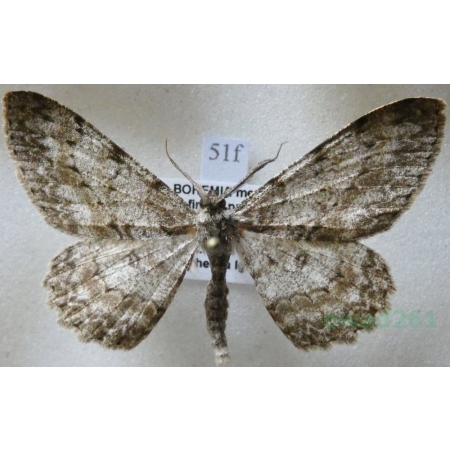 Hypomecis punctinalis (Scopoli, 1763) male Przylepek nakropek Czech51f